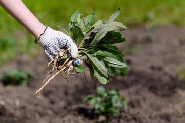 Harmful grass in the hand of a person against the background of the beds with plants in the garden....