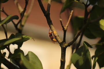 wielki  owad  szerszeń  na  gałęzi  drzewa  widziany  z  bliska © Mirosaw