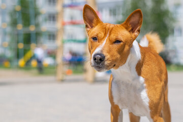 Close-Up Portrait Of Basenji Standing At Playground