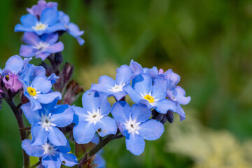 Field forget me nots (myosotis arvensis) in bloom
