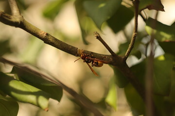 wielki  szerszeń  na  gałęzi  drzewa  widziany  z  bliska  