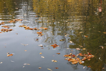 Sad autumn picture.Fallen dry faded leaves and bird feathers float on the surface of the water.Beautiful lake with reflection of trees on a Sunny day.The concept of the last sheet of the past season
