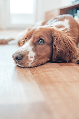 Beautiful cute spotted brown white dog. Welsh springer spaniel pure pedigree breed. Healthy dog resting comfy at home.