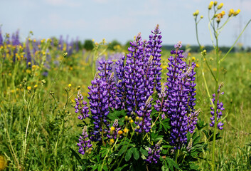 Blue lupins