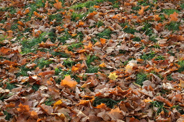 Autumn fallen leaves.Orange dry foliage covered the ground.Fragment.Closeup.Backgrounds