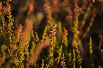 fioletowe  kwiaty  wrzosu  na  polanie  w  lesie  w  słoneczny  dzień © Mirosaw