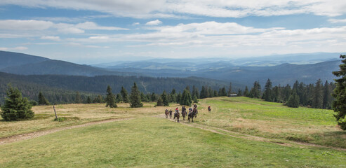 Hala Rysianka, Beskid Zywiecki, Poland, September 4, 2020: Mountain horseback riding in Beskid Zywiecki near the Hala Rysianka