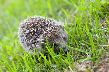 Hedgehog in grass. Mammal with spikes.