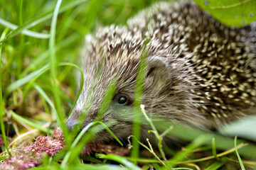 Hedgehog in grass. Mammal with spikes.