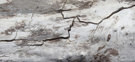 Texture di un legno vintage