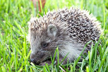 Hedgehog in grass. Mammal with spikes.