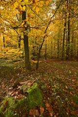 A forest in bright and colorful autumn colors