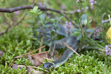 Ringneck snake in grass. 