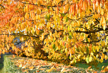 bunter Kirschbaum im Herbst