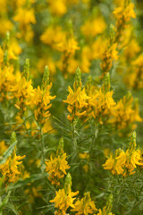 yellow flower background