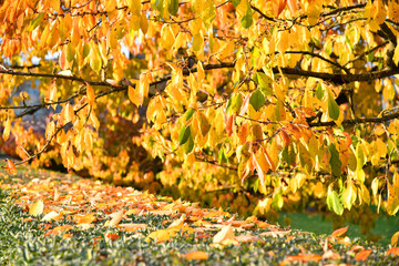 bunter Kirschbaum im Herbst