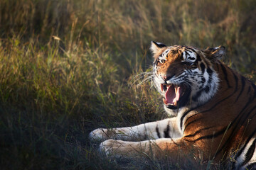 Portrait of a beautiful tiger close-up, wild big cat