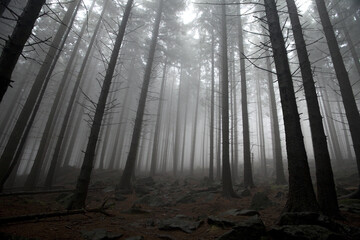 Mist in mountain forest. Dark and cold.