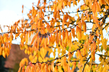 bunter Kirschbaum im Herbst