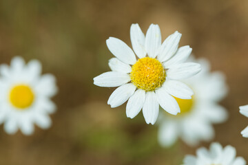 Fototapeta premium daisy flower