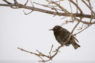 European Starling in the winter with winter coat of feathers.