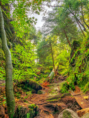 Elbsandsteingebirge close to Dresden with rocks and forest landscape