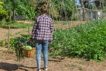 Woman farmer walking in vegetable garden , holding basket of harvest.Agriculture, farming in the countryside and healthy organic food lifestyle concept.