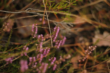 fioletowe  wrzosy  na  polanie  w  lesie