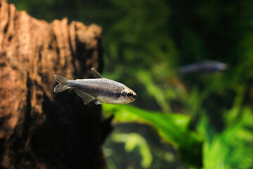 Suede gray neon tetra in the aquarium.