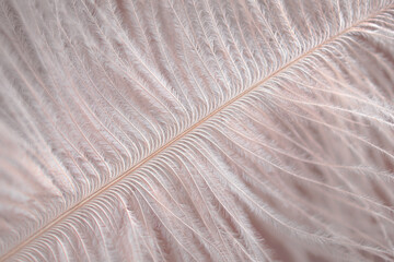 textured background with diagonal line, ostrich feather close-up