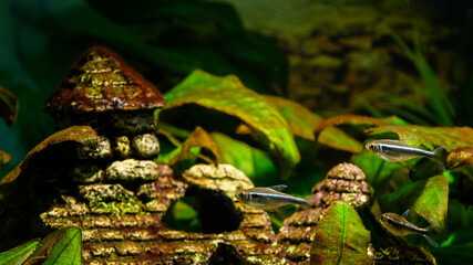 Hyphessobrycon herbertaxelrodi - Tetra black neon in detail.