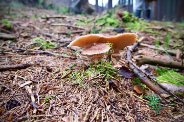 three mushrooms in fallen leaves in the autumn forest