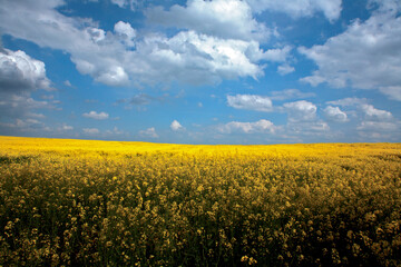 Colza field in Spring. Yellow flowers.