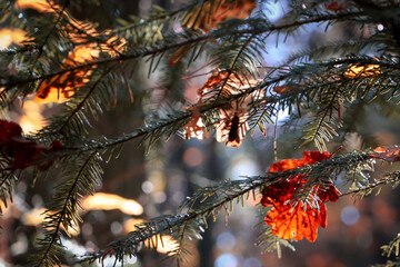 red pine needles © Marcin
