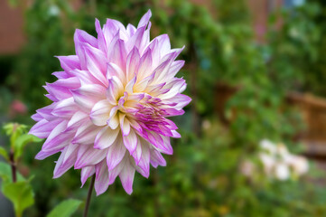 Dahlie mit den Farben lila, weiß und orange in voller Blüte in einem Garten