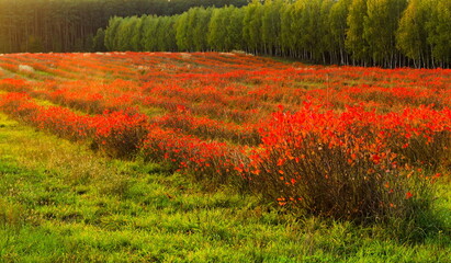
field of red bushes in the forest
