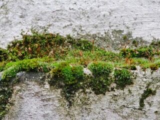 Moos in der Fuge der Steinwand