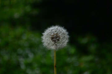 dandelion