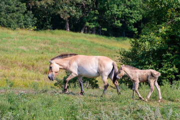 Naklejka na ściany i meble Przewalski's horse or Asian Wild Horse with a brand new young baby