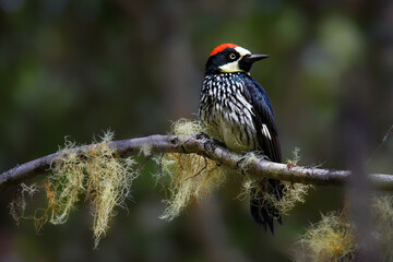 Acorn Woodpecker - Melanerpes formicivorus medium-sized bird woodpecker, brownish-black head, back, wings and tail, white forehead, throat, belly and rump. The eyes are white