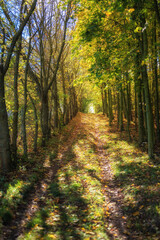 Spaziergang durch herbstlichen Wald mit bunten Blättern im Sonnenlicht