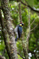 Acorn Woodpecker - Melanerpes formicivorus medium-sized bird woodpecker, brownish-black head, back, wings and tail, white forehead, throat, belly and rump. The eyes are white
