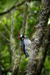 Acorn Woodpecker - Melanerpes formicivorus medium-sized bird woodpecker, brownish-black head, back, wings and tail, white forehead, throat, belly and rump. The eyes are white