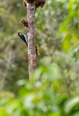Acorn Woodpecker - Melanerpes formicivorus medium-sized bird woodpecker, brownish-black head, back, wings and tail, white forehead, throat, belly and rump. The eyes are white