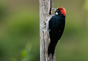 Acorn Woodpecker - Melanerpes formicivorus medium-sized bird woodpecker, brownish-black head, back, wings and tail, white forehead, throat, belly and rump. The eyes are white