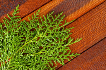 Green branches on a wooden background close-up