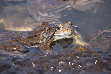 frog in the pond
