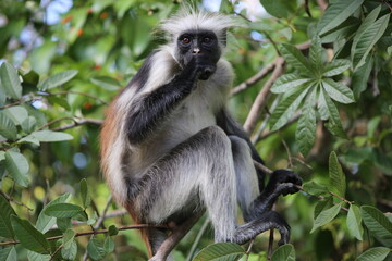 monkey zanzibar