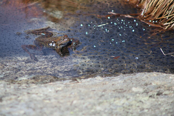 frog coupling