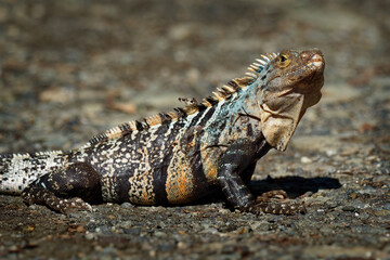 Ctenosaura similis, known as black spiny-tailed iguana, black iguana or black ctenosaur,lizard...